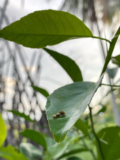 A close-up, low-angle shot captures two tiny brown slugs on a vibrant green leaf. The leaf is slightly curled at the edges, and its surface is textured with small, raised dots. The slugs are positioned close to the edge of the leaf, their bodies elongated and segmented. In the background, blurred green foliage and a bright, overcast sky create a soft, diffused light. The image is sharpest on the leaf and slugs, with the background intentionally out of focus, suggesting a shallow depth of field. The overall impression is one of a quiet moment in nature, focusing on the minute details of the insect life on the plant. The location in Blangdalam, Indonesia is not specified in the visual information provided.