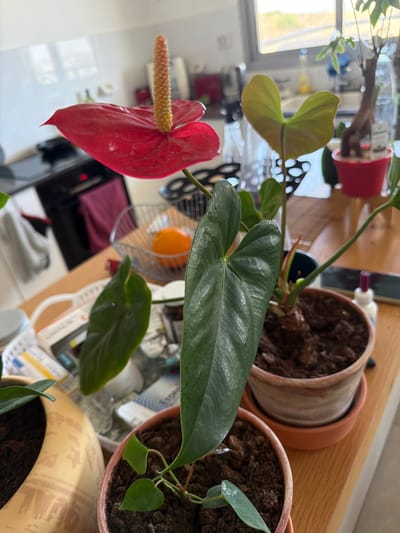 The image shows an indoor scene, likely a kitchen counter or shelf, with several potted plants. In the foreground, a large red anthurium flower with a prominent yellow spadix is in bloom. To the right of the anthurium, a smaller anthurium plant with dark green, heart-shaped leaves is visible. Behind these, another potted plant with lighter green, heart-shaped leaves is present. The background reveals a kitchen environment with cabinetry, appliances, and a window overlooking an outdoor area with greenery and buildings. The setting appears to be residential. There are no people or animals depicted in the image. The location is Sderot, Israel.