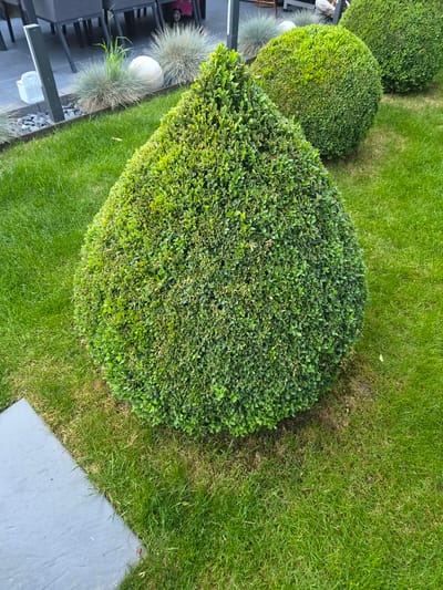 The image shows a section of a garden in Bettembourg, Luxembourg. Manicured shrubs, including spherical and teardrop shapes, are arranged in a lawn. The grass appears well-maintained. A gray stone patio is visible in the lower right corner. A table and chairs are situated to the left, near decorative elements such as spherical objects and ornamental grasses.