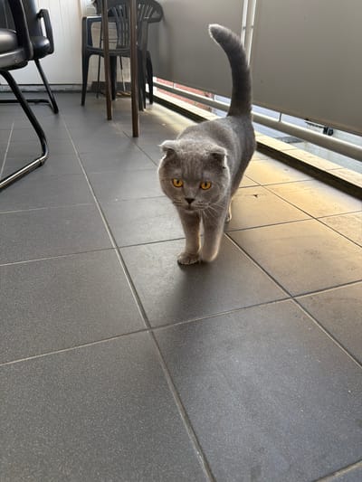 A medium shot, captured from a high angle looking down, shows a British Shorthair cat with grey fur and bright yellow eyes. The cat is on a grey tiled floor, positioned in the center of the frame. Its body is elongated, with its front paws extended forward and its hindquarters slightly raised, as if stretching or preparing to pounce. The cat's tail curves upwards, adding to its dynamic pose.

The setting appears to be an outdoor patio or balcony, suggested by the tiled flooring and a railing visible in the background. Sunlight casts long shadows across the tiles, indicating it is likely daytime, possibly late afternoon given the warm light. To the left of the cat, a stack of dark plastic chairs and tables are visible, suggesting a furnished outdoor space. The overall mood is neutral, focusing on the cat's natural posture and presence in its environment. No text is visible in the image. The location context provided is Turnhout, Belgium.