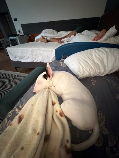 The image depicts a bedroom scene with two individuals sleeping under white covers in the background. In the foreground, a white bull terrier dog is curled up and sleeping on a patterned dark blue comforter, partially covered by a beige blanket with brown markings. The overall environment appears to be a domestic setting, likely a bedroom in Morozovo, Russia, given the context of the request. The lighting suggests it may be morning or evening.
