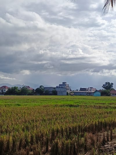A landscape photograph taken on a cloudy day in Meuliek, Indonesia, captures a field of harvested rice stubble in the foreground, with an expanse of green grass behind it. In the middle ground, a cluster of buildings, including residential structures and a larger, multi-story building with a prominent sign reading "AMBASSADOR," is visible. A small, turquoise building stands apart from the others. The background features rolling hills under a dramatic, cloud-filled sky. A palm frond hangs into the frame from the top right corner. There are no people visible in the image.
