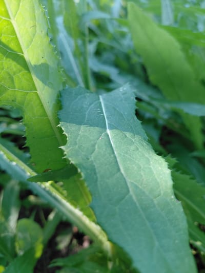 The image shows a close-up view of green plant leaves, with one leaf in sharp focus in the foreground. The leaf has serrated edges and visible veins. The background is blurred, showing more green foliage and some hints of sunlight. The scene appears to be outdoors, likely in a garden or natural setting. There are no people, animals, or structures visible in the image. The specific location in Petreni, Moldova, is not discernible from the visual information provided.