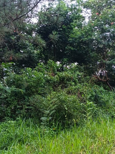 The image displays a dense, verdant natural environment in Moe Gyoe, Myanmar. The foreground consists of tall, bright green grass with a single small yellow flower visible towards the lower-left. Immediately behind the grass, the midground features a thick, tangled mass of various shrubs, bushes, and intertwined smaller plants, presenting diverse shades and textures of green foliage. The upper portion of the scene is dominated by the dense canopies of multiple trees, including some with needle-like leaves (consistent with conifers) and others with broadleaf foliage. Patches of an overcast or light gray sky are visible through gaps in the upper canopy. Sporadic small reddish-pink elements, possibly flowers or new leaves, are discernible within the foliage of a tree on the right side of the upper frame. No individuals, animals, or human-made structures are visible.