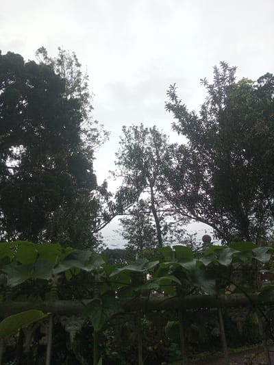 The image depicts an outdoor scene in Ura-Dozhi, Bhutan, under an overcast sky. The foreground features a low, decorative fence or railing partially obscured by a dense layer of large, broad, green leaves, possibly from a climbing plant, some appearing to have moisture droplets. Visible through the leaves are light-colored, possibly concrete or stone, ornamental fence posts. The midground is dominated by a variety of dark green trees with different leaf shapes and densities, creating a dense canopy. Between the trees, a faint, hazy horizontal line suggests a distant landscape or body of water. To the right midground, a distinct, terracotta-colored, spherical finial or decorative cap rests atop a post, partially visible above the foreground foliage. The background consists entirely of a uniformly light grey, cloudy sky. No individuals, animals, or explicit actions are visible within the frame.