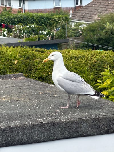 A close-up, medium shot captures a white and grey seagull standing on a grey, textured surface, possibly a rooftop. The seagull is facing to the left, with its head turned slightly towards the viewer. Its yellow beak is prominent, and its eyes are a piercing yellow. The bird's body is predominantly white, with pale grey wings and tail feathers that have black tips. One leg is extended forward, and the other is bent slightly. In the background, a dense, green hedge forms a natural barrier. Behind the hedge, a row of houses with tiled roofs and windows are visible, set against a cloudy sky. The overall setting appears to be an urban or suburban environment, likely residential, with hints of vegetation and structures. The image suggests a common scene in coastal cities like Brighton, United Kingdom, where seagulls are frequently observed in such settings.