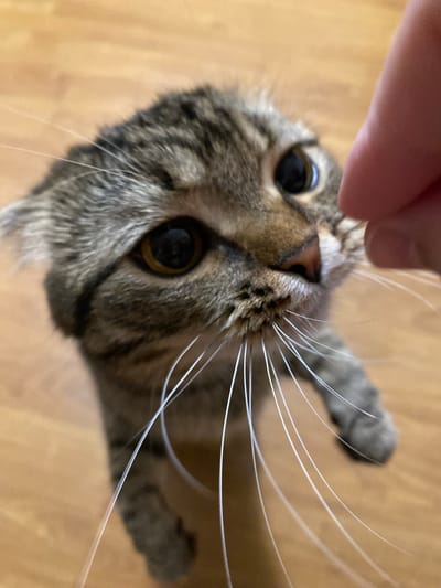 The image shows a close-up, overhead view of a tabby cat's face and one of its paws. A human finger is visible at the top of the frame, seemingly interacting with the cat. The cat has large, dark eyes with yellow irises, and prominent white whiskers. Its fur is a mix of gray, brown, and black stripes. The background appears to be a wooden surface, possibly a floor. The lighting suggests an indoor setting. The cat's expression is curious and attentive, looking upwards towards the finger. No text is visible in the image. The location context is Pokhvistnevo, Russia.