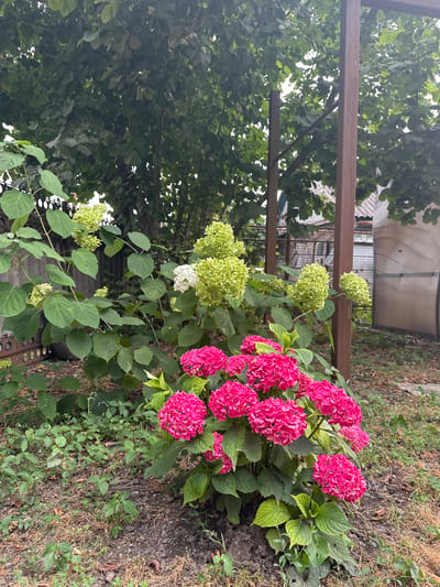 The image depicts a garden scene in Plast univska, Russia. In the foreground, a dense cluster of bright pink hydrangeas is in full bloom, with their large, spherical flower heads creating a vibrant focal point. Behind the pink hydrangeas, a hydrangea bush with lighter green flower heads and lush green leaves is visible. A few white hydrangea blooms are also interspersed among the green ones. To the left, more green hydrangea blooms are seen, along with large, textured green leaves and a portion of a dark metal fence. The ground is covered with dry grass, fallen leaves, and scattered soil. In the background, a large tree with dark green foliage dominates the upper left portion of the image. To the right, two weathered, rusty-brown metal posts stand vertically, supporting an unseen structure, and behind them, a portion of a building with a grey roof and textured siding is visible. The overall environment suggests an outdoor, residential setting during the daytime, with overcast or diffused lighting. No people or animals are present in the image.