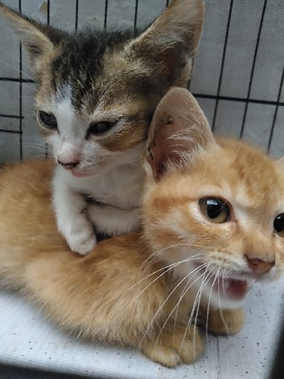 Two kittens are depicted within a wire-mesh enclosure, lined with a white fabric or paper material. The requested location is Yellowknife, Canada; however, no visual cues in the image confirm this specific city.
The foreground kitten is orange-ginger colored, positioned in a sitting or prone posture. Its mouth is open, revealing a pink oral cavity, with prominent white whiskers. Its eyes are dark and wide.
A second kitten, a calico/tabby with brown, black, and white fur, is situated on the back of the orange kitten. Its face is white, with a downward gaze and a small pink tongue slightly extended. Its front paws rest on the back of the orange kitten.
The enclosure's background consists of vertical and horizontal metal bars. The white lining and the kittens' ears exhibit minor dark particulate matter.
