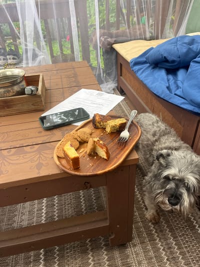 A grey Schnauzer-type dog is lying down on a patterned rug next to a wooden table. On the table, there is a wooden plate with several pieces of cake and cookies, a fork, a smartphone, and some documents. A wooden box containing a metal container and what appears to be a remote control is also on the table. In the background, sheer white curtains are visible, with wooden railings and greenery beyond. A blue comforter is spread over a raised surface to the right of the table. The scene appears to be on a covered porch or patio. The location is identified as Fox River Grove, United States.
