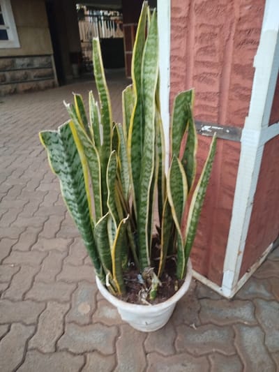 A white flower pot holds a cluster of snake plants, also known as mother-in-law's tongue. The plants have long, upright leaves with green and yellow variegation. They are positioned on a brick-paved surface near a brick wall and a building with stairs visible in the background. The scene appears to be an outdoor setting, possibly a patio or entryway.