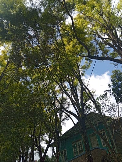 Looking up, a lush canopy of green trees filters the bright sky. The leaves sway gently, revealing patches of blue sky and fluffy white clouds. An old building with a teal facade and multiple windows is partially visible behind the trees. The windows are framed by dark wood, and the building seems to be enveloped by the surrounding greenery.