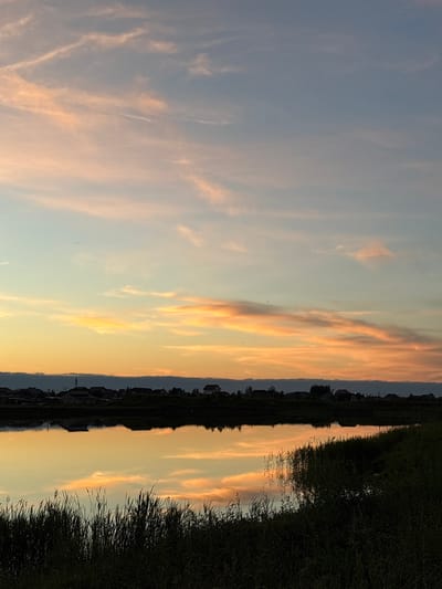 This is a photograph of a sunset over a body of water, likely in Sapunov Bor, Russia. The sky is a gradient of colors, transitioning from a pale blue at the top to hues of pink, orange, and yellow closer to the horizon. Thin, wispy clouds are scattered across the sky, catching the warm light of the setting sun.

In the middle ground, a line of houses with dark roofs and some with visible antennas or chimneys is silhouetted against the vibrant sky. These houses appear to be situated on a low elevation behind the water.

The foreground is dominated by the calm surface of the water, which perfectly reflects the colors of the sky and the distant houses, creating a mirror image. On the right side of the foreground, dense, dark green reeds and tall grass grow along the edge of the water, creating a natural border. The overall scene evokes a peaceful and serene atmosphere. There are no people or animals visible in the image.