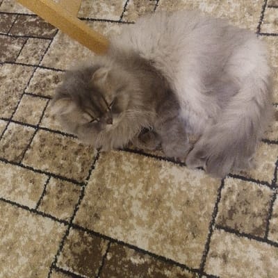 A fluffy, gray Persian cat is curled up asleep on a patterned carpet. The carpet has a brick-like design in varying shades of brown and beige. A portion of a wooden chair leg is visible in the upper left corner of the image. The cat's eyes are closed, and its long fur covers most of its body. The overall impression is one of tranquility and comfort.