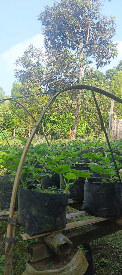 The image depicts an outdoor strawberry farm in Gisting Atas, Indonesia. The foreground features rows of young strawberry plants cultivated in black grow bags. These bags are elevated on wooden structures, suggesting a protected cultivation system. Arched bamboo structures are visible, likely part of a support system for netting or plastic sheeting to protect the plants. In the background, a large tree with lush green foliage dominates the scene, with a clear blue sky peeking through the branches. Dense green vegetation and other trees form a natural backdrop, indicating the farm is situated in a rural or semi-rural environment. No people are visible in the image. The overall scene is one of agricultural activity focused on strawberry cultivation.