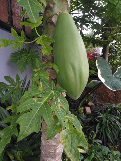 The image displays an unripe, elongated green papaya fruit, approximately 30-40 cm in length, attached to the light grey-brown, textured trunk of a papaya tree. The scene is located in Nathene, Laos. Multiple large, palmate, deeply lobed green leaves, some exhibiting minor yellowish discoloration, extend from the papaya tree trunk, partially obscuring the left background. The left background also reveals a segment of a light grey wall or structural surface. The right background features dense green foliage, a prominent large dark green leaf with a distinct white margin, and a patch of reddish-brown soil in the upper right. A cluster of small, reddish-pink flowers is visible deeper within the right background vegetation. No people or animals are present. The environment is outdoors, illuminated by diffuse natural light.
