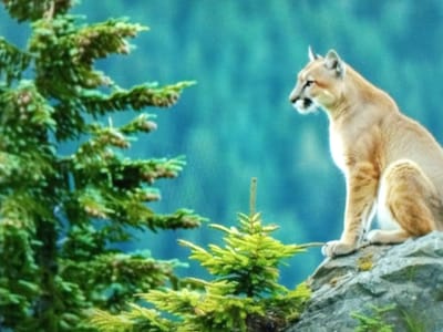This media file depicts a cougar, also known as a mountain lion, in a natural, mountainous setting. The cougar is a large, tawny-colored feline with a muscular build, perched on a rocky outcrop. Its head is turned to the side, with its mouth slightly open, as if it is vocalizing or panting. The cougar's gaze is directed towards something outside the frame, suggesting awareness of its surroundings.
In the foreground, the image features evergreen trees with dense foliage, adding a sense of depth and natural habitat to the scene. The trees are a vibrant green, with some lighter green accents, indicating healthy growth. The background is a soft, blurred expanse of blue, which could represent a distant sky or a misty mountain range.
The lighting in the image suggests it might be daytime, possibly late afternoon or early morning given the soft, diffused light. There are no specific cues to indicate weather conditions other than the overall natural environment. The presence of coniferous trees and rocky terrain points to a mountainous or high-altitude forested region.
There is no visible text in the image. The overall mood of the image is one of wildness and natural beauty, capturing a moment of a powerful predator in its element. The focus is on the cougar and its environment, highlighting its strength and the ruggedness of its habitat. The specific location context provided, Volsk, Russia, is not visually evident from the image itself.