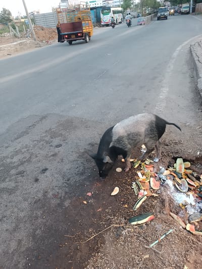 The scene depicts a street in Anantapur, India. In the immediate foreground, a medium-sized pig, primarily black with a greyish-white back, is actively foraging. Its head is lowered, rooting through a substantial pile of discarded organic waste, predominantly consisting of numerous watermelon rinds and other fruit/vegetable scraps, situated on a dirt patch at the edge of the asphalt road.

The paved road, appearing to be a multi-lane thoroughfare, exhibits active vehicle traffic moving away from the viewer. Visible vehicles include a yellow open-bed cargo truck with a dark-clad individual standing by its rear, two white passenger buses with green markings, a black SUV, two motorcycles (each with a single rider), and an auto-rickshaw.

The roadside environment features a dirt shoulder, a low concrete barrier, piles of construction debris, and sparse vegetation. In the background, multiple multi-story buildings and trees are visible under a bright, evenly lit sky. Utility poles are present along the street.