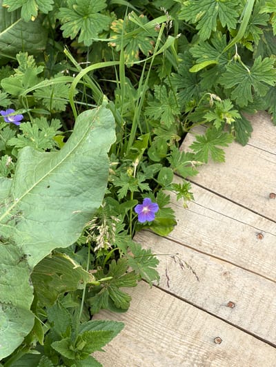 This is a close-up, top-down photograph of greenery and a wooden surface. The greenery consists of various plants, including broad, veined leaves and clusters of smaller, lobed leaves. One small, delicate purple flower with five petals and darker purple veins is visible, as are a few other buds and developing seed pods. Blades of grass with seed heads are also present, some appearing reddish-brown. The wooden surface is composed of several planks of light-colored wood, laid diagonally across the frame. The wood shows a grain pattern and is secured by several rustic, rusty nails.

The scene appears to be outdoors, with the natural growth of plants meeting a constructed wooden element, possibly a deck, boardwalk, or a section of a fence. The lighting suggests it is daytime, with diffused light, indicating it might be overcast or the sun is not directly overhead. There are no people or animals visible. The overall impression is a natural, slightly wild setting where vegetation is encroaching on a man-made structure. The image is devoid of any visible text. The location context of Kaindy, Kyrgyzstan, suggests a rural or natural environment, possibly near Lake Kaindy known for its unique submerged forest.