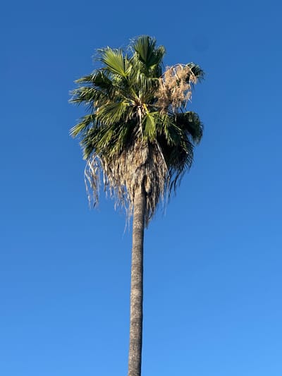 A low-angle shot captures a palm tree against a clear blue sky. The trunk of the palm tree extends diagonally across the frame from the bottom right to the top left. At the top left, the fronds of the palm tree fan out, showing a mix of green and brown dead leaves. Some of the dead leaves hang down, appearing wispy and dry. The sun appears to be high in the sky, casting light on the fronds and creating bright highlights. The overall scene suggests a warm, sunny day, likely in a location where palm trees are common, such as California. No people, text, or specific landmarks are visible in the image.