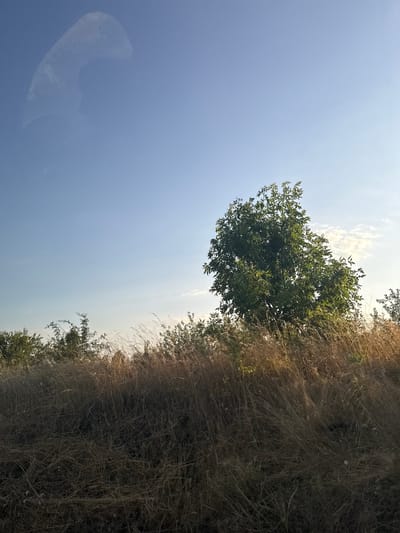 The image depicts a rural landscape in Sadovoe, Moldova, under a clear blue sky with a few wispy clouds. In the foreground, tall, dry grass dominates the scene, interspersed with some green foliage and brush. A prominent green tree stands to the right of the frame, its leaves catching the sunlight. Further in the background, more trees and vegetation form a natural border. A faint, translucent reflection is visible in the upper left quadrant of the image, possibly from a window or a surface. The lighting suggests it is late afternoon or early evening, with the sun casting a warm glow on the scene. There are no people or animals visible.