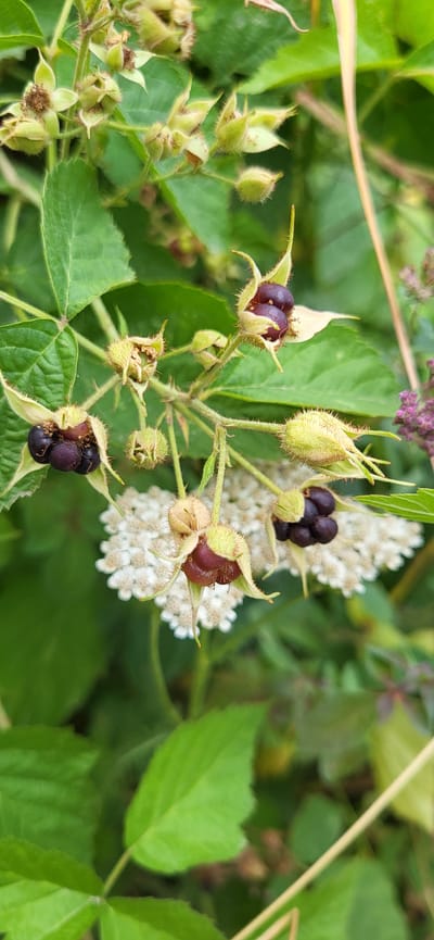 The image shows a close-up of a bramble bush with several developing berries and some white flowers in the background. Some of the berries are dark purple and appear ripe, while others are still green and fuzzy. The leaves of the bush are green and serrated. The overall scene is outdoors, with lush vegetation suggesting a natural or semi-natural environment. The image was taken in the vicinity of Syrymbet village, Akmola region, Kazakhstan. There are no people or animals visible in the frame.