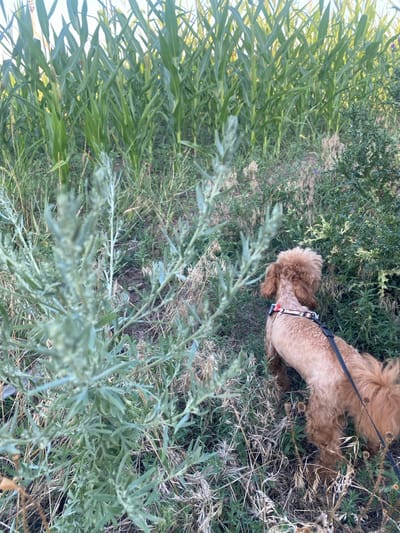 A tan poodle, wearing a black leash and a patterned harness, stands facing right in a grassy field near a cornfield in Mais'ke, Ukraine. The dog is sniffing the ground, with its head down, surrounded by dry grass and green plants. In the background, tall stalks of corn rise up, obscuring the sky and creating a dense wall of greenery. The lighting suggests it is either early morning or late afternoon, with soft light illuminating the scene.
