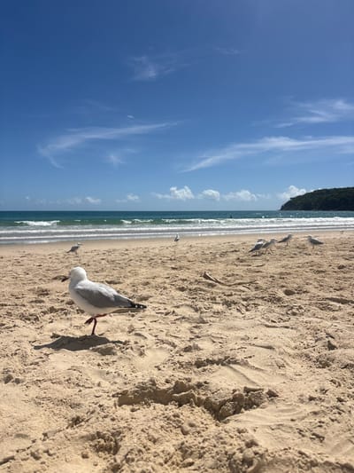 A sunny beach scene displays light brown sand, a bright blue sky with wispy clouds, and gentle waves meeting the shore. Several seagulls populate the beach, one prominently in the foreground with red legs. The composition is vertical, with the sky and sea on the left and the sandy beach on the right. A green, forested area is visible in the distance along the shoreline.