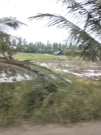 The image depicts a blurry, horizontal view of a rural landscape in Blang Mee, Indonesia. In the foreground, the blurred fronds of palm trees obscure the view. Beyond the palm fronds, a waterlogged field or paddy is visible, with reflections of the sky and surrounding vegetation on its surface. Further in the background, a cluster of trees and some low-lying structures, possibly small buildings or sheds, are present. The overall impression is of a humid, tropical environment, likely captured while in motion, given the motion blur evident throughout the photograph.