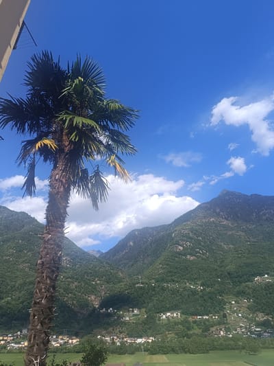 This image depicts a scenic view in Serravalle, Switzerland, dominated by a tall palm tree in the foreground. The palm tree, with its rough, textured trunk and feathery green fronds, stands against a vibrant blue sky dotted with fluffy white clouds. In the background, lush green mountains rise steeply, their slopes dotted with small clusters of white houses, indicating a village nestled into the hillside. The lower part of the image shows a green valley with fields and more scattered houses. The overall impression is one of a sunny day in a mountainous, possibly Mediterranean-influenced, region of Switzerland.