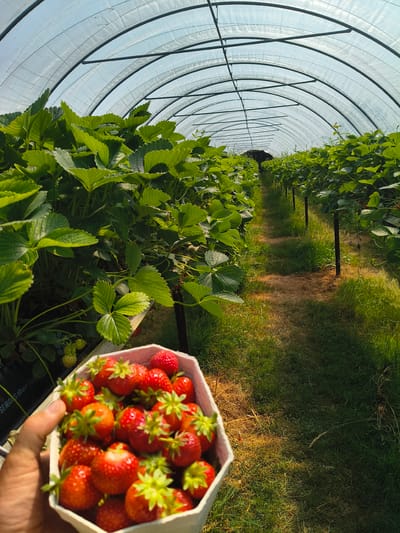 A person's hand is holding a punnet of fresh, ripe strawberries inside a greenhouse tunnel. The tunnel is constructed with a translucent plastic sheeting supported by metal arches, creating a long, curved structure. Rows of lush green strawberry plants fill the greenhouse, with some unripe green strawberries visible among the foliage. A narrow dirt path separates the rows of plants. Sunlight streams through the plastic sheeting, casting shadows and illuminating the scene. The overall impression is one of a bountiful harvest in a controlled agricultural environment. The location is identified as Claverley, United Kingdom.