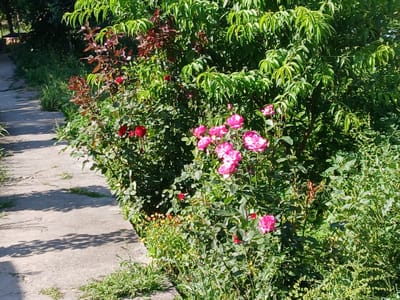 The image depicts a paved pathway winding through a lush garden with blooming roses. The pathway, constructed of concrete, is flanked by verdant foliage and several rose bushes bearing both pink and red flowers. Sunlight casts dappled shadows on the path, suggesting it is a bright, sunny day. The garden appears to be part of a residential area in Ghusar, Tajikistan, with a rustic and natural aesthetic. There are no people visible in the image.