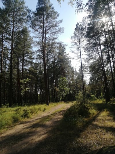 A sun-dappled dirt path winds through a dense forest of tall pine trees in Klapkalnciems, Latvia. The sky is a clear, bright blue, with the sun peeking through the branches, casting long shadows on the path and surrounding undergrowth. The forest floor is covered in dry leaves and sparse green vegetation. The image captures a serene and natural landscape, likely a popular walking or hiking trail due to the well-maintained path. There are no people or animals visible in the scene. The light suggests it is a bright, sunny day, possibly late morning or early afternoon.