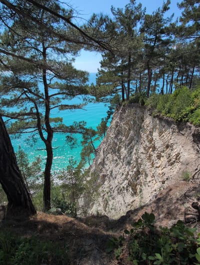 The image captures a scenic view from a cliff overlooking the turquoise waters of the Black Sea in Dzhankhot, Russia. In the foreground, tall pine trees with dark bark and green needles cast shadows on a dry, pine-needle-covered ground. A winding path is visible on the right side of the cliff, leading downwards. The cliff face is predominantly light-colored, rocky, and layered with visible geological strata. Lush green vegetation grows along the top edge of the cliff. The bright blue sky serves as a backdrop to the scene, contrasting with the vibrant, sparkling sea. The sun reflects off the water, creating a glittering effect.