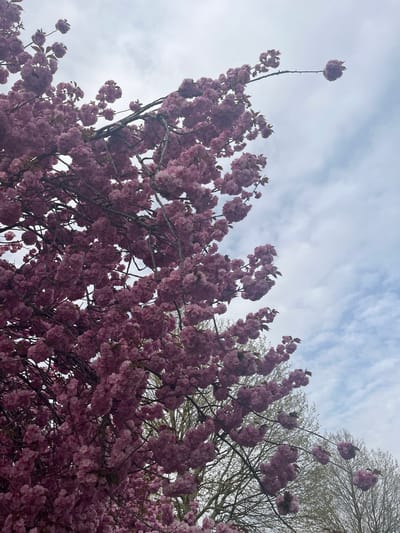 A low-angle shot looks upward through a profusion of pink blossoms covering tree branches toward a sky with scattered, striated clouds. The branches are bare except for the flowers, some appearing dense and clustered. Another tree with thin, pale branches is visible among the pink blossoms on the right side of the frame. The light is soft and diffused, creating a muted color palette. The image likely captures a scene of cherry blossom trees in bloom. While the specific location within Maastricht, Netherlands cannot be determined from the image alone, it reflects the city's springtime beauty. There are no people visible. The primary subjects are the flowering trees and the sky.