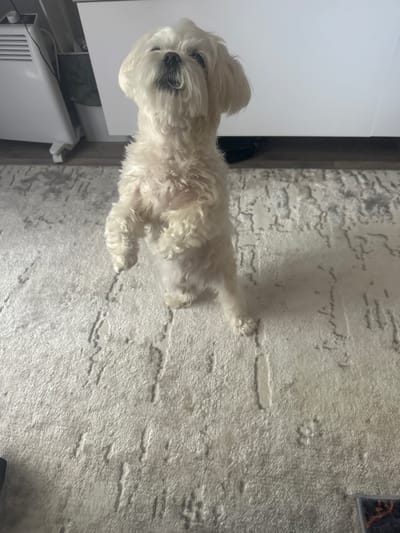 A fluffy white Maltese dog is lying on a textured, light-colored carpet. The dog is facing left, with its head turned slightly towards the viewer, its dark eyes and black nose prominent against its white fur. Its body is relaxed, and its paws are visible on the carpet. The carpet has a rough, almost distressed texture with a pattern of raised lines and shapes.

To the left of the dog, a portion of a white, flat surface is visible, possibly a table or counter. Below this surface, a white radiator with horizontal slats can be seen. The background behind the dog and carpet is a mottled gray, suggesting an indoor setting, likely a room in a home. The lighting appears to be artificial, casting shadows on the carpet, indicating it is not daytime.

The scene is a still shot, capturing a moment of rest for the dog. There are no people visible in the frame. The overall mood is calm and domestic. The location context of Kumertau, Russia, does not provide specific visual cues within the image itself, but it helps to place the scene in a general geographical context. There is no visible text in the image.