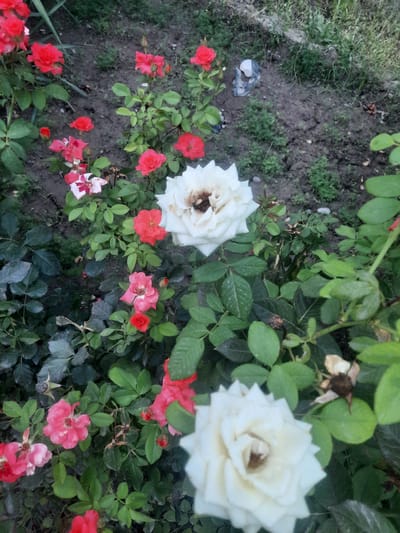 The image shows a close-up view of a rose garden with several pink, red, and white roses in bloom. The roses are growing in a patch of soil with some dry leaves and small green plants scattered around. In the background, there is more greenery and a small, light-colored object that resembles a rock or a piece of debris. The lighting suggests it is daytime, possibly late afternoon due to the shadows. The location is identified as Hulbuk, Tajikistan. There are no people or animals visible in the image, and no specific actions or interactions are depicted.