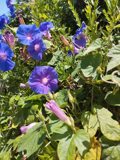 In Pardes Hana-Karkur, Israel, a close-up shot captures a cluster of morning glory flowers in bloom. The vibrant blue and purple petals are the main focus, with some buds in various stages of opening. Lush green foliage surrounds the flowers, creating a dense, natural backdrop. The sunlight highlights the delicate textures of the petals and leaves, casting soft shadows. The scene suggests a garden or wild growth area bathed in daylight.
