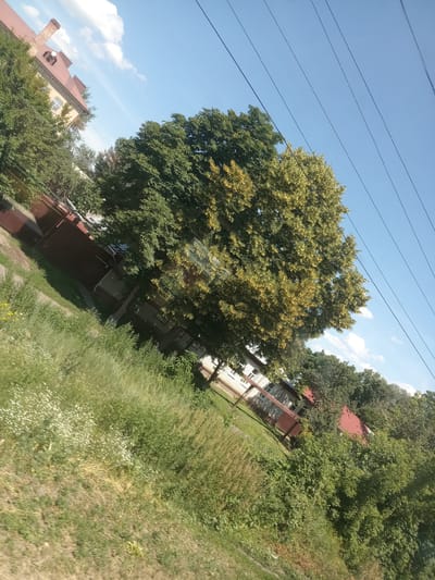 The image captures a tilted view of a rural or suburban scene in Borisoglebsk, Russia. The dominant subjects are lush green trees, one particularly large tree in the center with yellowing foliage, suggesting it might be late summer or early autumn. Several buildings are visible, including a house with a red tiled roof and a brick chimney, and another building with a white brick facade and a dark roof. The setting is outdoors, with a clear blue sky dotted with a few white clouds. Power lines are visible stretching across the upper portion of the frame. The ground is covered in grass, with some patches of dried grass and small white wildflowers. The lighting suggests it is daytime, likely mid-morning or afternoon, with bright sunlight. There is no discernible activity or event taking place, and the overall impression is one of quiet scenery. No text is visible in the image.
