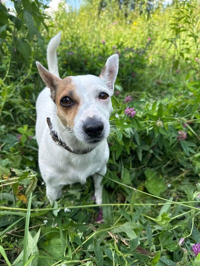 A white Jack Russell Terrier with brown markings on its face and ears stands in dense, green vegetation and wildflowers. The dog is wearing a dark collar with metal accents. The background is filled with out-of-focus greenery and small pink flowers, suggesting an outdoor, natural setting. The image appears to be taken at eye level with the dog. The location is not specified within the image itself, but the prompt specifies "Липовая I, Russia".