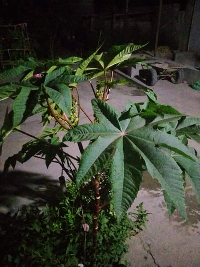 The image shows a large plant with palmate leaves, possibly castor bean, growing outdoors on a paved surface, likely at night given the low light conditions. In the background, there is a blurry dark structure and a wheeled cart. The plant appears to be the primary subject, with its large, green leaves dominating the foreground. The overall scene suggests a rural or semi-urban environment in Yangikishlak, Uzbekistan, where outdoor vegetation and simple structures are common.