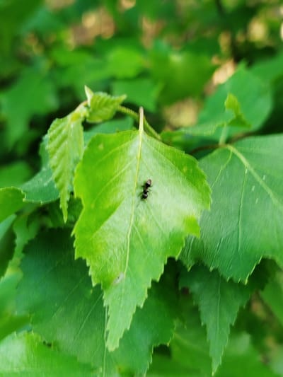 The image shows several green leaves, likely from a tree, with one leaf in focus. On that leaf, there is a black ant. The location is Заречье, Russia.