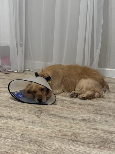 A light brown dog with floppy ears wears a clear plastic cone collar and rests its head on its paws on a wooden floor. The dog is lying down and appears to be asleep or resting. In the background, sheer white curtains hang, and a hint of a pink object is visible behind them. The scene is indoors, likely in a residential setting. The location in Kuyuki, Russia, is not determinable from the visual information provided in the image.