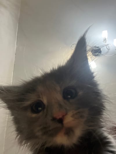 A low-angle, close-up photograph captures a kitten's face, positioned centrally in the frame. The kitten has large, dark eyes and its fur appears to be a mix of grey and brown. Its ears are pointed upwards, with one ear appearing slightly more prominent and swept back, possibly due to movement or the angle of the shot. A faint pink nose is visible. The background is out of focus and consists of a light-colored ceiling with a light fixture, possibly a chandelier, visible in the upper right portion of the image. The lighting suggests an indoor environment. There is no discernible connection to Markova, Russia.
