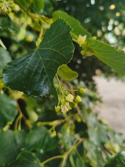 A close-up, macro photograph captures a cluster of small, pale yellow flowers and green buds on a branch, likely from a Linden tree, against a blurred background of more foliage and dappled light. One large, dark green leaf with prominent veins is in the foreground, partially obscuring the delicate blossoms. The image appears to be taken outdoors, possibly in a park or garden within the city of Tukums, Latvia, given the context. No people or explicit actions are depicted.