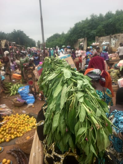 In Ikoga, Nigeria, an outdoor market is captured on an overcast day. The foreground is dominated by a large bunch of fresh, green leafy vegetables with a few small pink buds, held by an unseen person. To the left of the vegetables, a pile of ripe yellow oranges is spread across the ground. A woven basket containing a few oranges sits on the ground. Further left, a bunch of green plantains is visible, along with a blue plastic bag. In the middle ground, several women are engaged in market activities, some carrying goods on their heads or displaying them for sale. Their attire consists of colorful fabrics. The background shows more market stalls and people, with lush green trees and vegetation forming a backdrop. A concrete wall runs along the edge of the market. The ground is dirt.