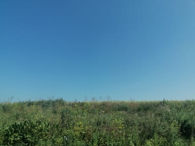The image depicts a vast expanse of clear blue sky, occupying the upper two-thirds of the frame. Below the sky, a dense field of green vegetation stretches horizontally across the lower third of the image. The vegetation appears to be a mix of grasses, wildflowers, and other wild plants, with varying shades of green, yellow, and some hints of purple and white from the blossoms. The terrain rises slightly from left to right, suggesting a gentle slope or a crest of a hill. The scene is devoid of any human presence, structures, or discernible man-made objects, indicating a natural, undeveloped landscape. The image was captured in Severnoe, Kazakhstan.