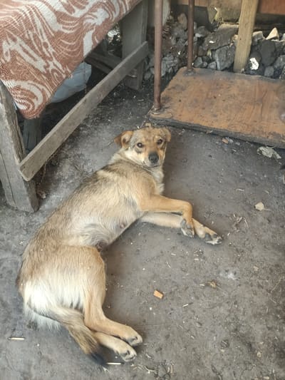 A medium-sized, light brown dog with dark eyes and erect ears lies on its side on a dusty, grey ground. The dog is positioned horizontally in the frame, facing the camera with its head slightly turned. Its front legs are extended, and its back legs are bent. A small, brown object resembling a cigarette butt is visible on the ground near the dog's hindquarters. In the background, there is a wooden structure with a draped, patterned blanket, and piles of rocks and debris. The scene appears to be an outdoor, somewhat dilapidated area.