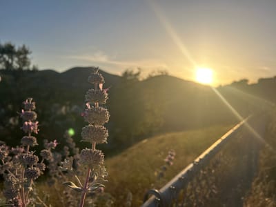 The image captures a serene natural landscape in Oak Park, United States of America, during the golden hour, indicative of either sunrise or sunset. In the foreground, several stalks of light-colored, sage-like flowers are in sharp focus on the left side of the frame, their textured blossoms displaying subtle hints of purple and pink.
A metal fence or railing extends diagonally from the bottom right into the midground, its surface gleaming from the strong sunlight. The ground behind the flowers and fence consists of dry, golden-brown grasses and brush, gently sloping downwards.
The background features rolling hills, silhouetted against a luminous sky that transitions from a soft blue at the top to a brilliant golden yellow at the horizon. The sun, a bright and intense light source, is positioned in the upper right quadrant, partially obscured by a hill. It casts a prominent starburst lens flare that radiates across the image, infusing the entire scene with a warm, soft glow.
There is no discernible activity or visible text in the photograph. The overall mood is peaceful and natural.