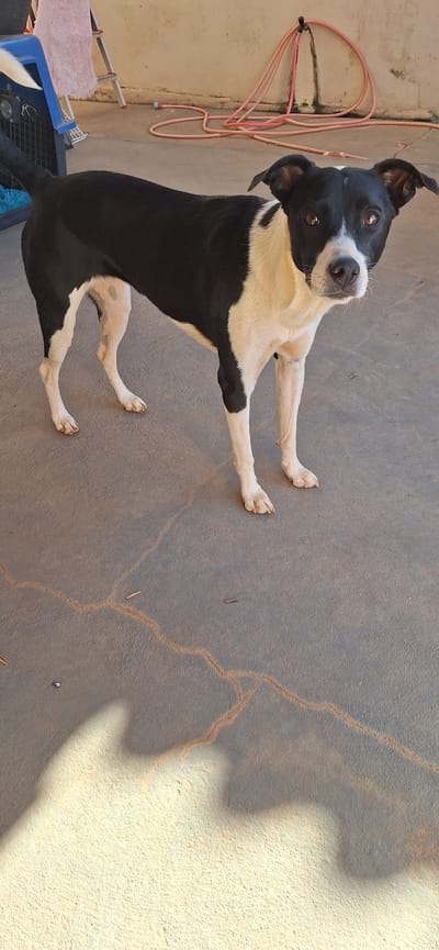 A black and white dog stands on a concrete floor outdoors. The dog is medium-sized with a black back and tail, and a white chest, neck, and legs. Its ears are pointed and black. The dog is facing the camera and looking slightly to the right. The concrete floor has some cracks and is partially covered by shadows. In the background, there is a wall and a pink hose coiled on the ground. To the left, a blue plastic crate and a ladder are visible. The location is the city of Formosa, Brazil.